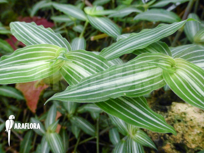 Callisia gentlei var. Elegans
