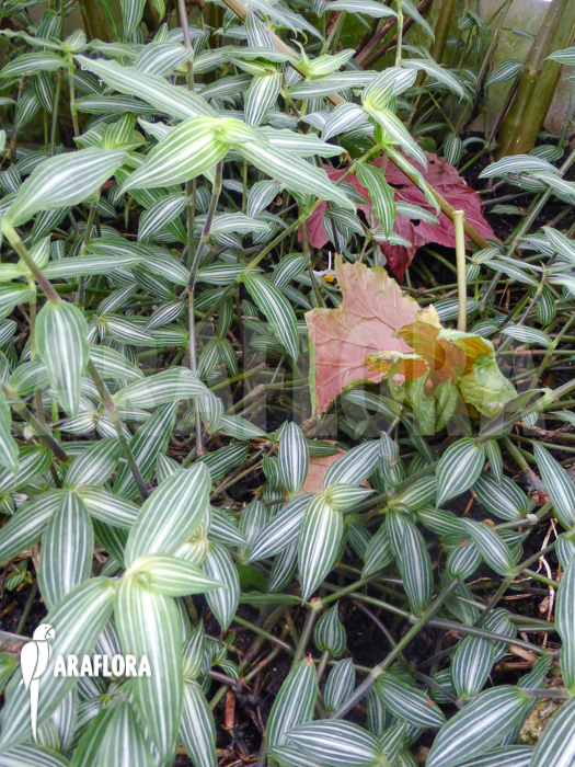 Callisia gentlei var. Elegans