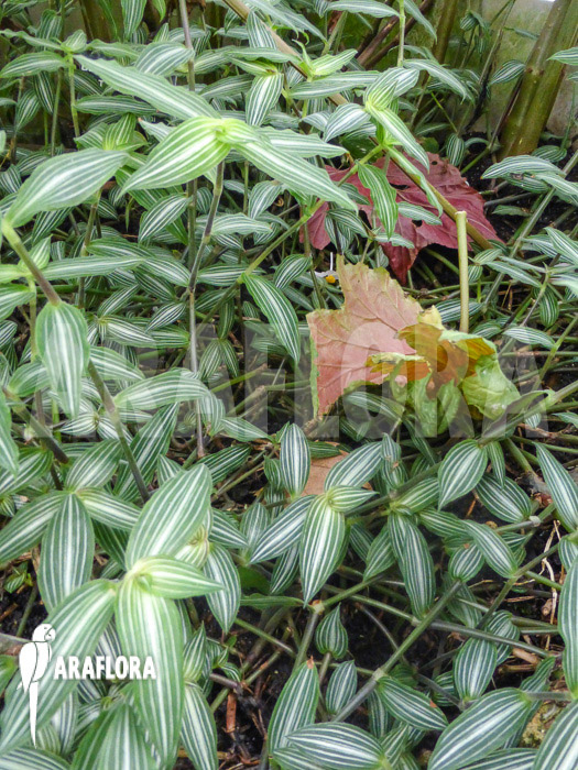 Callisia gentlei var. Elegans