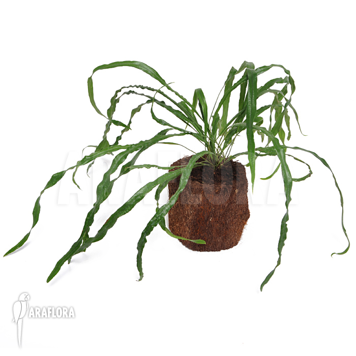 Campyloneurum angustifolium