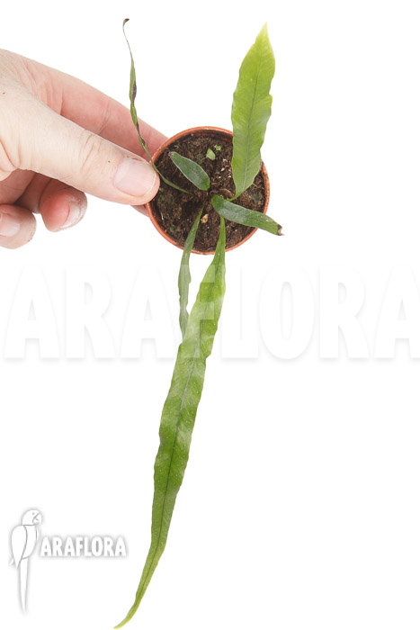 Campyloneurum angustifolium ‘starter’