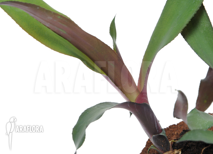 Canistropsis burchellii