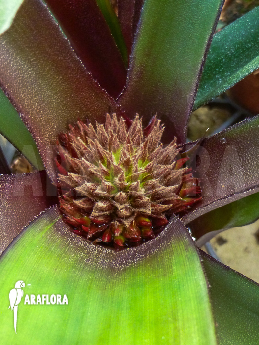 Canistropsis burchellii flower