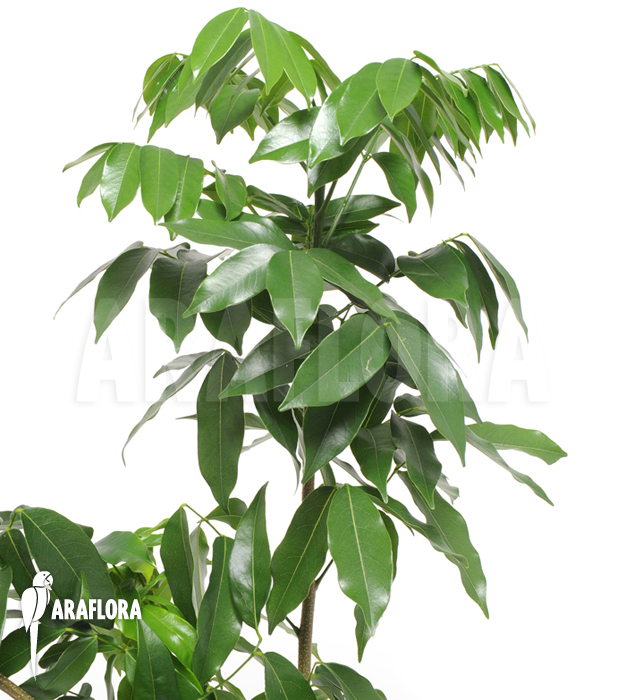 Castanospermum australe