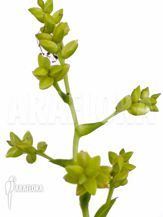 Catopsis morreniana flower