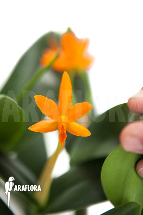 Cattleya aurantiaca hyb Orange