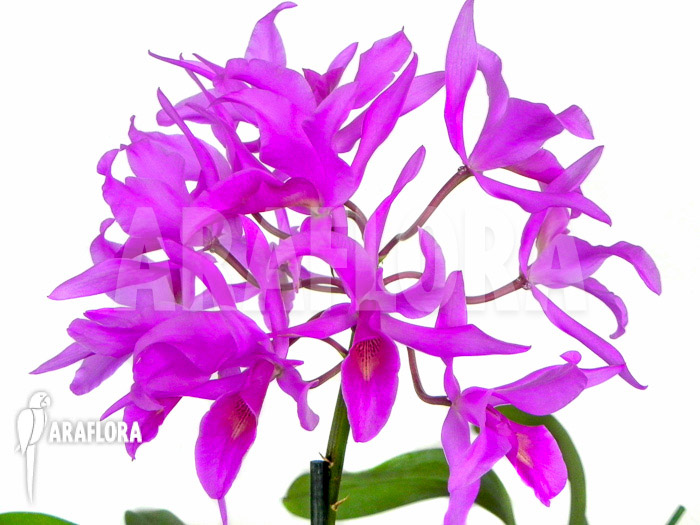 Cattleya guatemalensis