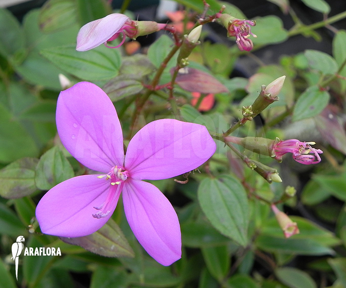 Flower Centradenia floribunda