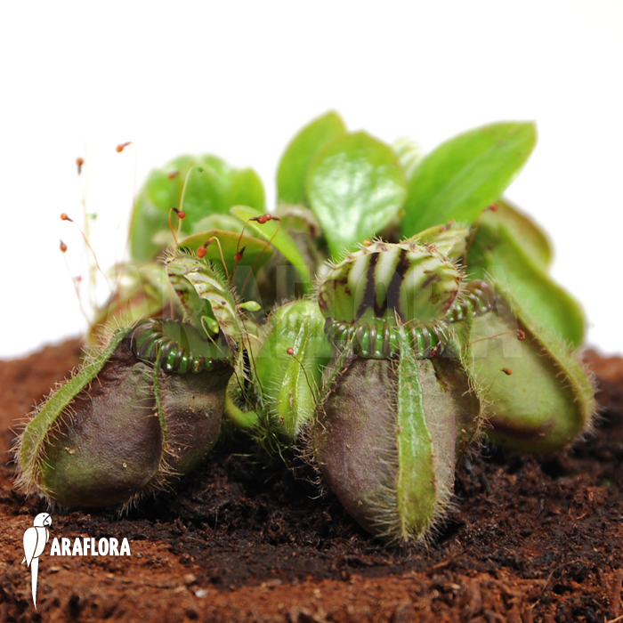 Cephalotus follicularis ‘L’