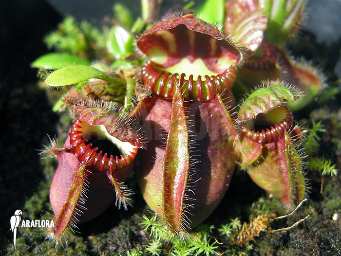 Cephalotus follicularis ‘L’
