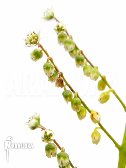 Cephalotus follicularis flower