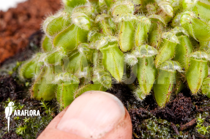 Cephalotus follicularis starter
