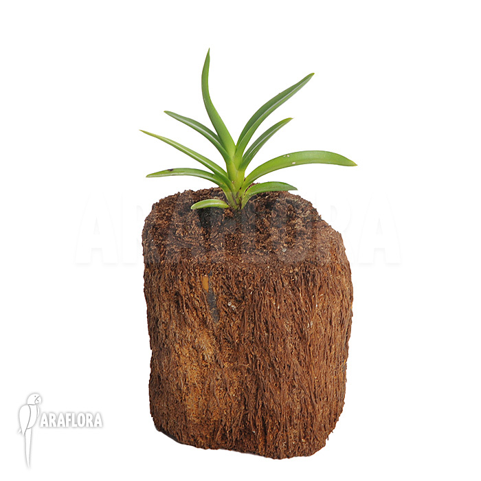 Ceratostylis retisquama ‘Rubra’