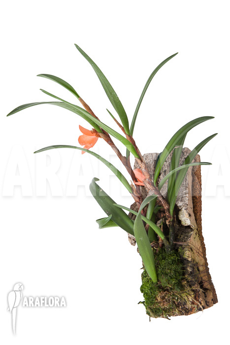 Ceratostylis retisquama ‘mounted’