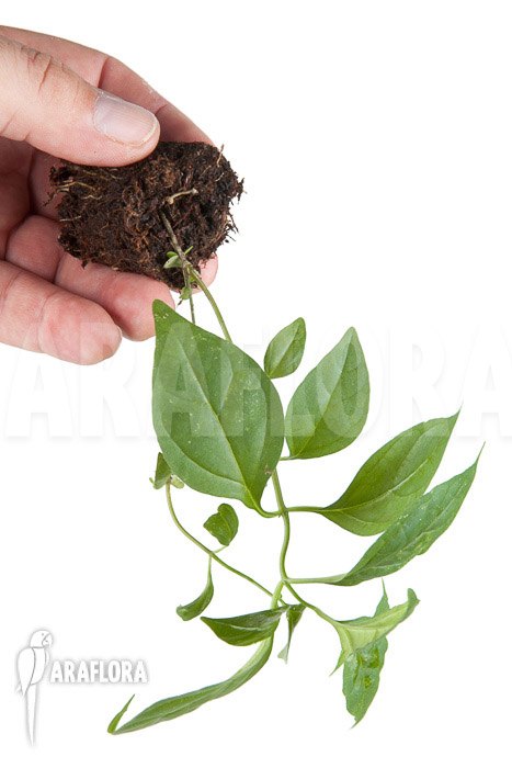 Ceropegia-purpurascens-4