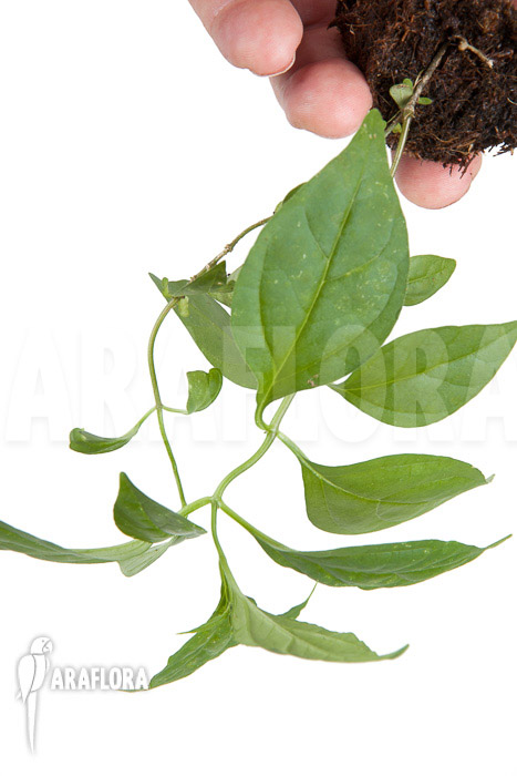 Ceropegia-purpurascens-5