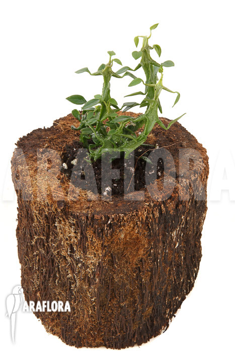 Ceropegia woodii ssp Simoneae