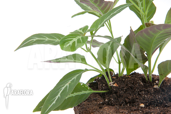 Chamaeranthemum beyrichii