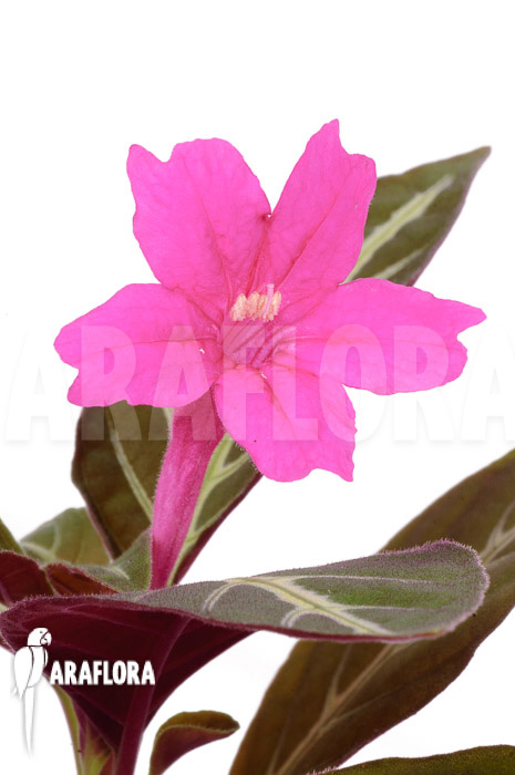 Chamaeranthemum sp Pink