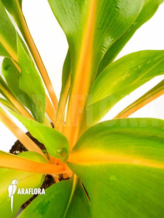 Chlorophytum amaniense