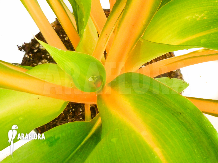 Chlorophytum amaniense