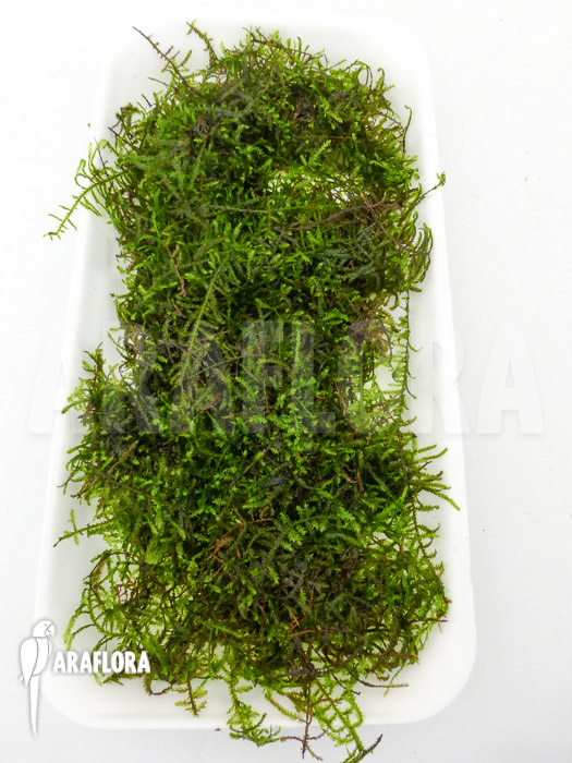 Vesicularia montagnei ‘Christmas moss’