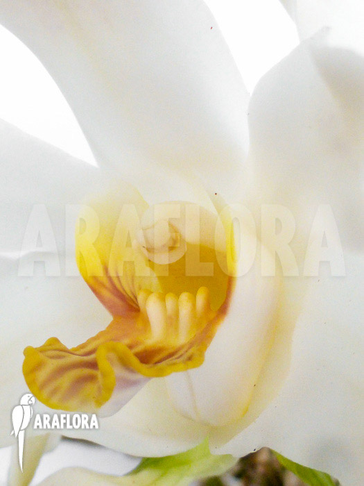 Chysis bractescens flower