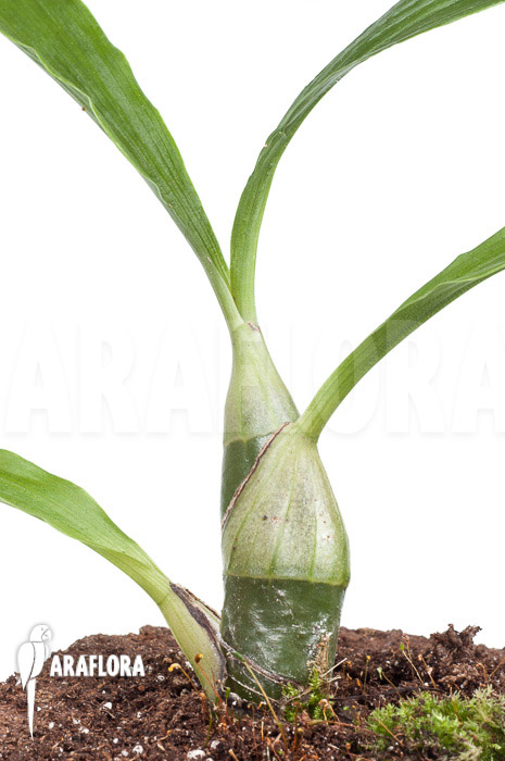 Chysis tricostata ‘starter’