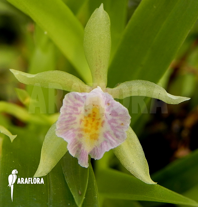 Cischweinfia dasyandra