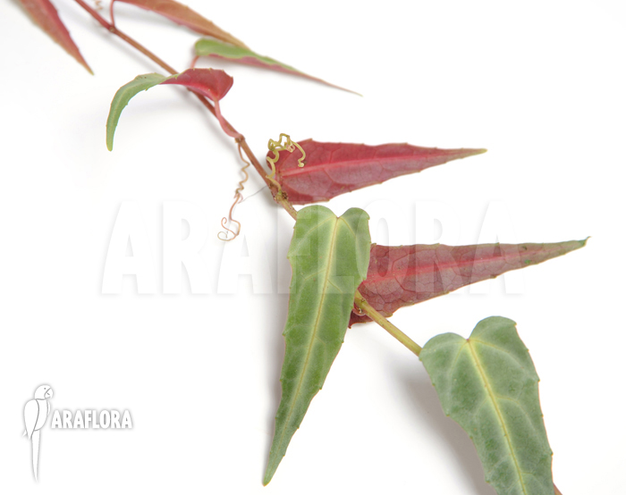 Cissus amazonica ‘M’