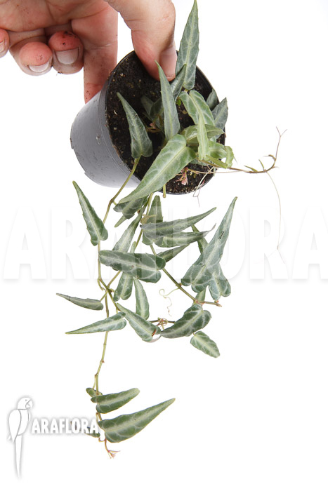 Cissus amazonica ‘S’