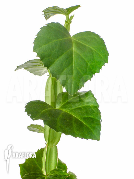 Cissus quadrangularis ‘Starter’