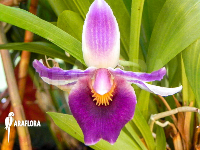 Cochleanthes hybride Fa1614