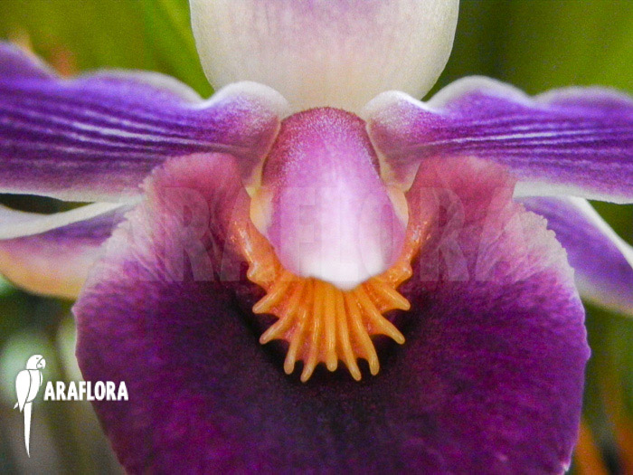 Cochleanthes hybride Fa1614