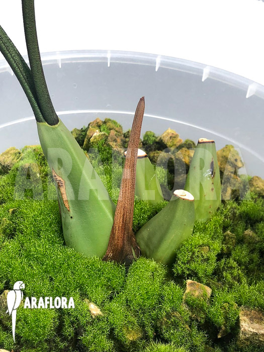 Coelogyne-odoardii-2