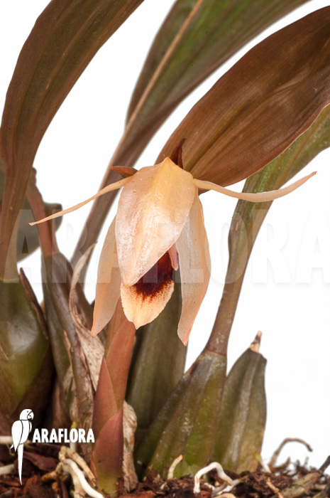 Coelogyne usitana x salmonicolor