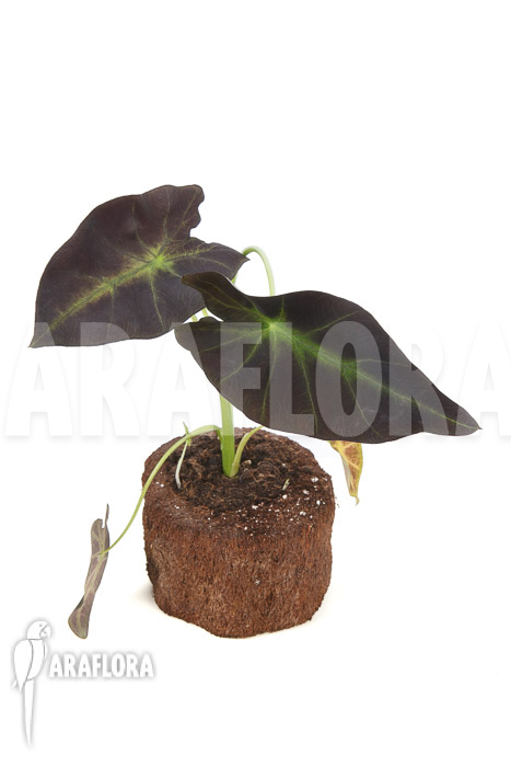 Colocasia x ‘Black Magic’ starter