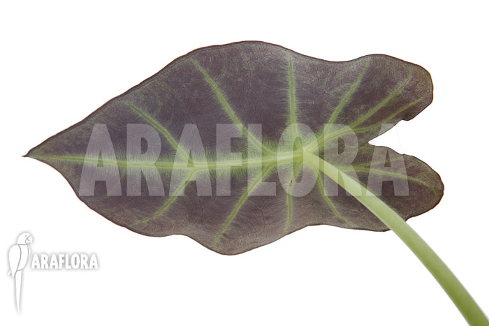 Colocasia x ‘Black Magic’ starter