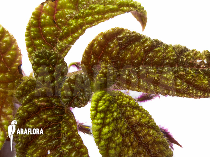 Columnea purpureovittata