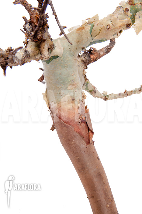 Commiphora kataf ‘S’