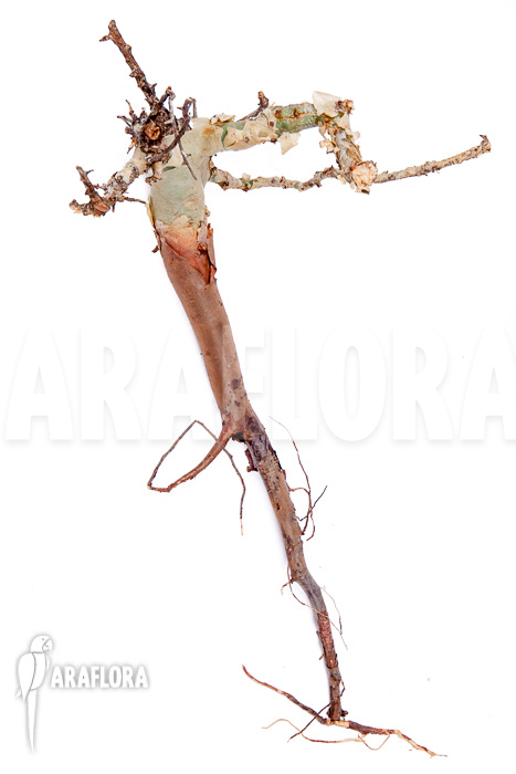 Commiphora kataf ‘S’