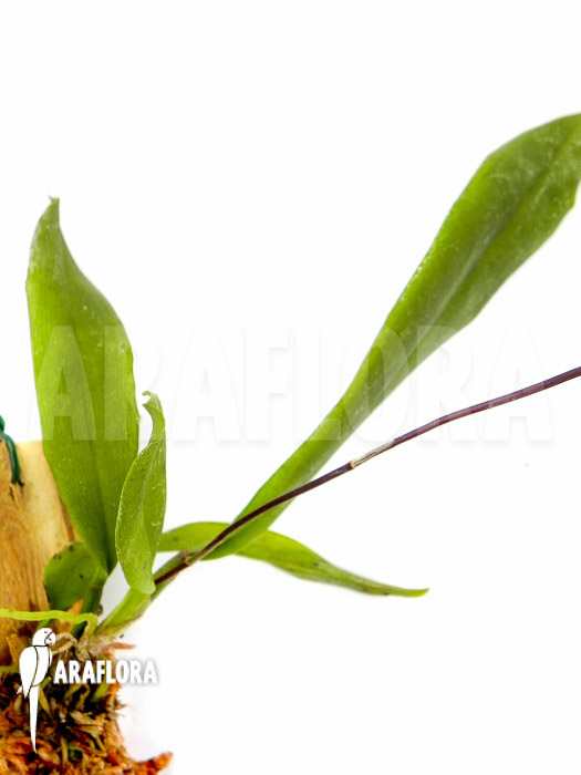 Comparettia macroplectron