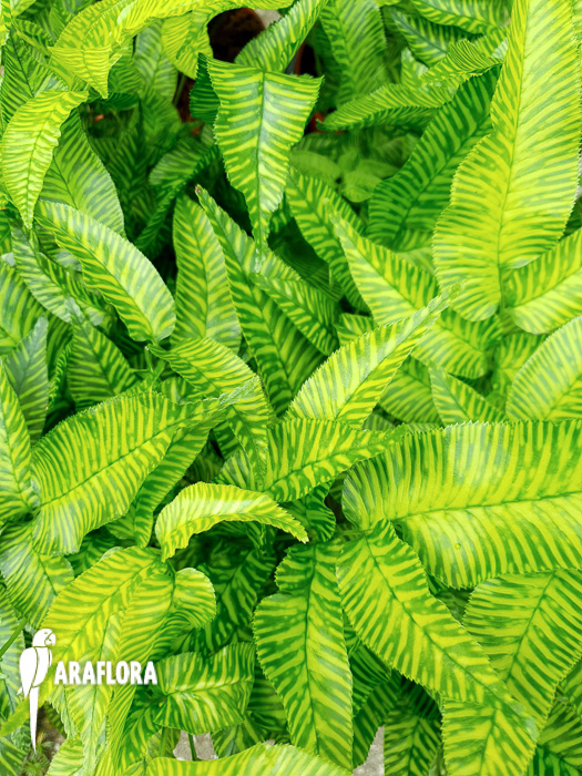 Coniogramme emeiensis