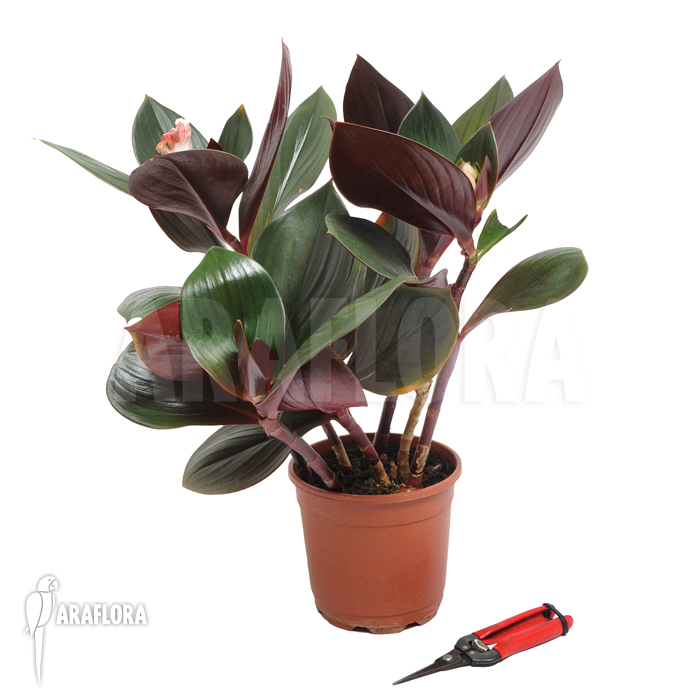 Costus erythrophyllus