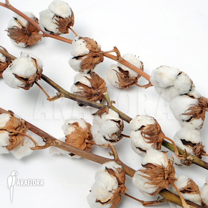 Cotton decoration sticks