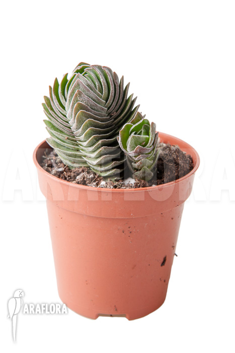 Crassula ‘Buddha’s temple’ ‘S’