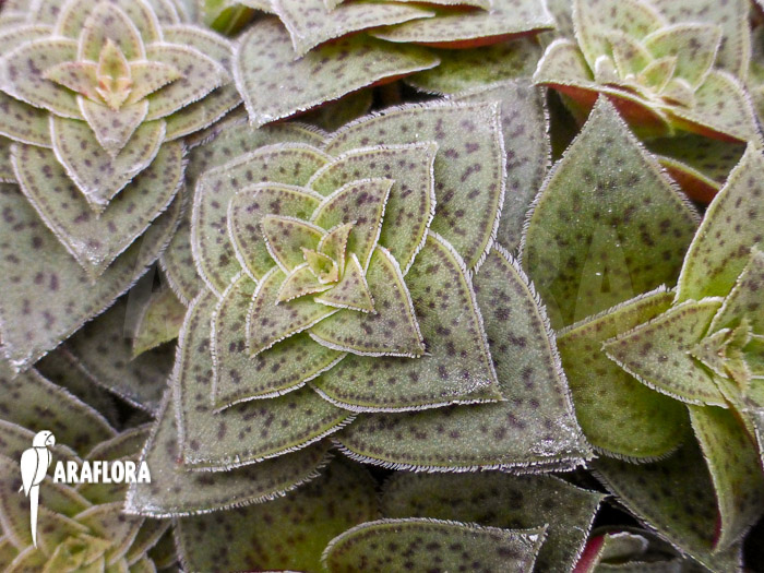 Crassula exilis subs. Picturata