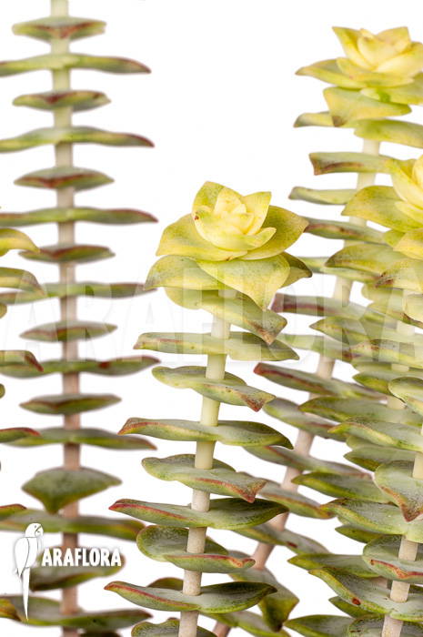 Crassula perforata variegata ‘Strings of Buttons’