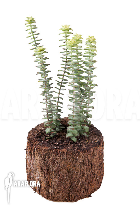 Crassula perforata variegata ‘Strings of Buttons’