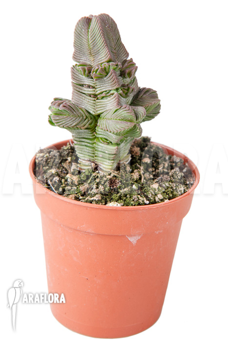 Crassula pyramidalis ‘S’